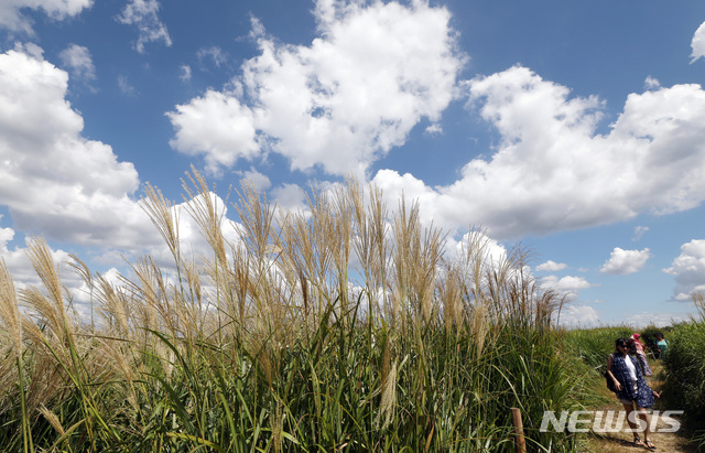 【서울=뉴시스】이영환 기자 = 완연한 가을 날씨를 보인 10일 오후 서울 마포구 하늘공원에 피어있는 억새와 뭉게구름이 조화를 이루고 있다. 2018.09.10.&nbsp; 20hwan@newsis.com