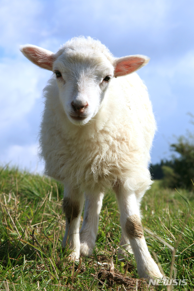 [원추 오늘의운세]양띠, 더도말고 덜도말고 오늘만 같아라
