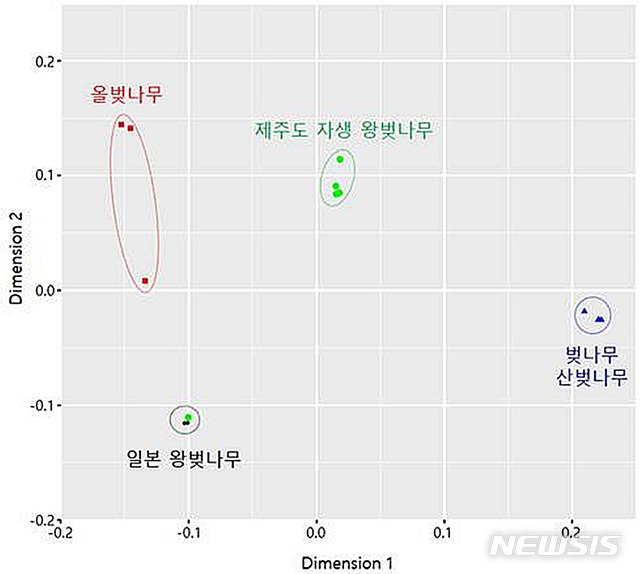 【대전=뉴시스】김양수 기자 = 국립수목원은 대학과 공동연구를 통해 세계 최초로 제주도 자생 왕벚나무의 유전체를 완전 해독하는데 성공, 왕벚나무를 둘러싼 원산지 논란에 종지부를 찍었다. 사진은 제주도 자생지 왕벚나무와 일본 왕벚나무 및 근연종 벚나무의 유전적 분화 정도.2018.09.13(사진=국립수목원 제공) photo@newsis.com