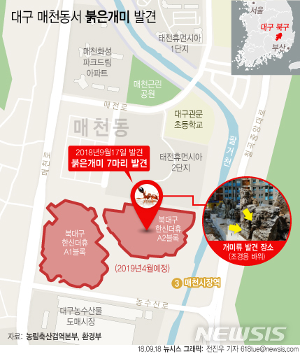 【서울=뉴시스】전진우 기자 = 농림축산검역본부와 환경부는 대구 북구 매천동의 아파트 건설 현장 내 조경용 중국산 석재에서 붉은불개미 일개미 7마리를 발견됐다고 18일 밝혔다.&nbsp; 618tue@newsis.com 