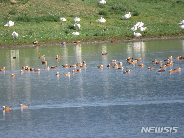 【세종=뉴시스】몽골 혼트호 주변 조류현황. 2018.09.19.(사진 = 국립환경과학원 제공)photo@newsis.com