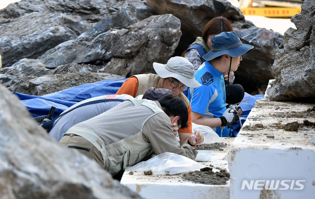 【대구=뉴시스】우종록 기자 = 국내에서 7번째로 붉은불개미가 발견된 18일 오후 대구 북구 매천동의 한 아파트 건설 현장 조경용 중국산 석재에서 환경 당국 관계자들이 현장 조사를 하고 있다. 2018.09.18.&nbsp; wjr@newsis.com 
