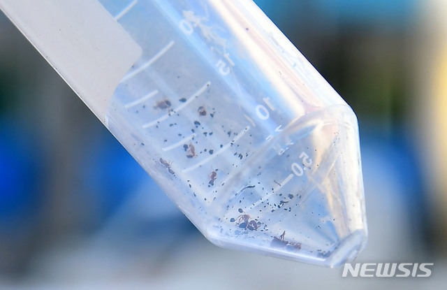 【대구=뉴시스】우종록 기자 = 국내에서 7번째로 붉은불개미가 발견된 18일 오후 대구 북구 매천동의 한 아파트 건설 현장 조경용 중국산 석재에서 환경 당국 관계자가 포집한 붉은불개미 개체를 보여주고 있다. 2018.09.18. wjr@newsis.com