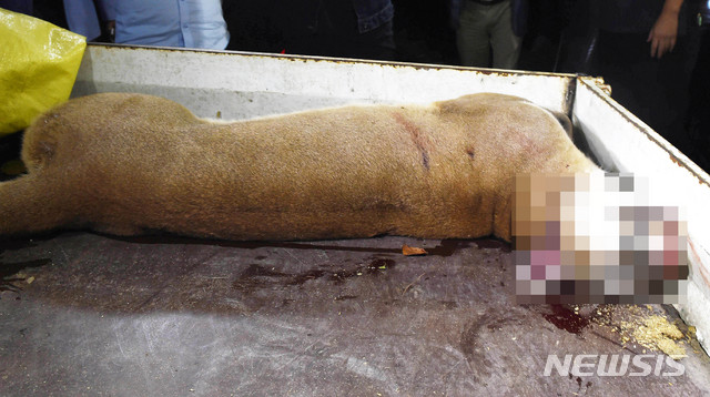 【대전=뉴시스】 함형서 기자= 18일 오후 대전 중구 대전동물원에서 퓨마 1마리가 우리를 탈출해 포획에 실패해 사살한 뒤&nbsp; 동물원 내 동물병원으로 옮겨지고 있다. 2018.09.18foodwork23@newsis.com