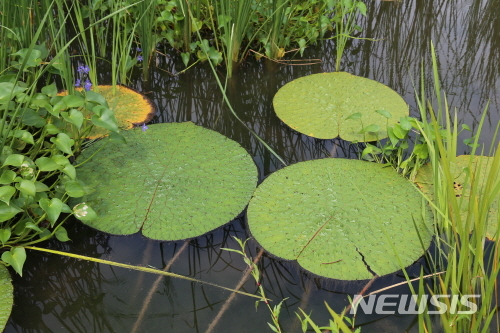 【서울=뉴시스】서울시는 '한강 자연성 회복사업'의 일환으로 조성한 이촌한강공원 논습지에서 멸종위기 2급 식물인 '가시연'의 생육을 확인했다. <사진제공=서울시> 2018.09.19. 