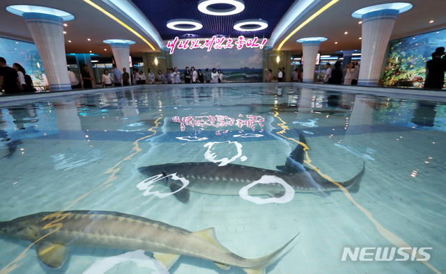 【평양=뉴시스】평양사진공동취재단 박진희 기자 = 19일 저녁 북한을 대표하는 식당 중 하나인 평양 대동강구역 '대동강 수산물 식당'을 찾은 시민들이 실내 수조를 둘러보고 있다. 2018.09.19 photo@newsis.com