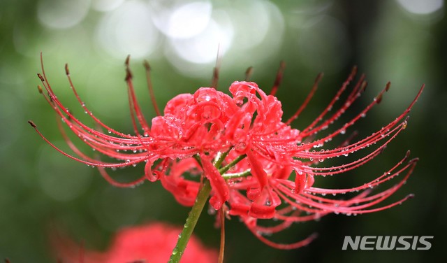 【함양=뉴시스】 20일 오전 경남 함양군 함양읍 상림공원에서 만개한 꽃무릇이 가을비를 머금고 있다. 2018.09.20. (사진=함양군청 김용만 주무관 제공) photo@newsis.com
