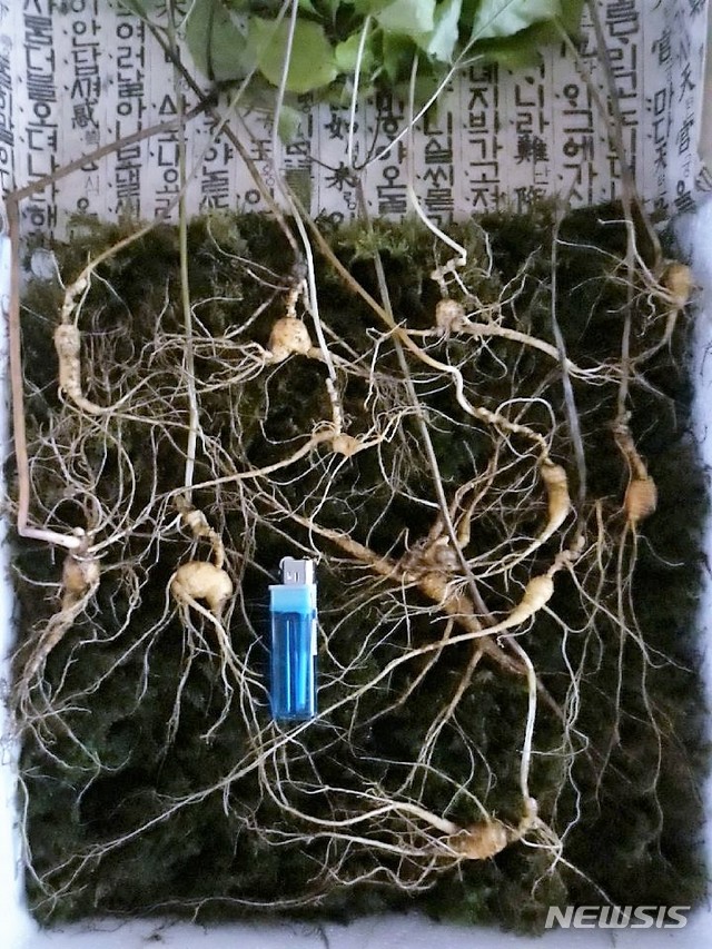 【순천=뉴시스】김석훈 기자 = 전남 화순군과 곡성군 경계 지점 백아산에서 20일 조상 묘를 벌초하던 임 모(47) 씨가 1억 원 상당의 천종(天種)산삼 12뿌리를 발견했다. 임 씨는 한국전통심마니협회를 찾아가 감정을 의뢰한 결과 전통 백제산삼의 형태를 갖춘 1억 원대의 천종삼산으로 확인됐다. 2018.09.21. (사진=한국전통심마니협회 제공)&nbsp; kim@newsis.com