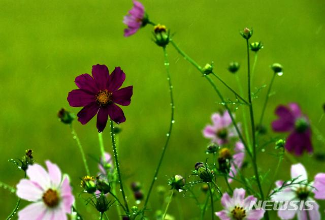 【남해=뉴시스】차용현 기자 = 가을비가 내리는 21일 오전 경남 남해군 남해읍 인근 들녘에서 꽃망울을 터트린 코스모스가 빗방울에 젖어 가을의 운치를 더하고 있다. 2018.09.21. con@newsis.com