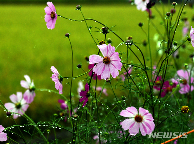 【남해=뉴시스】차용현 기자 = 가을비가 내리는 21일 오전 경남 남해군 남해읍 인근 들녘에서 꽃망울을 터트린 코스모스가 빗방울에 젖어 가을의 운치를 더하고 있다. 2018.09.21. con@newsis.com
