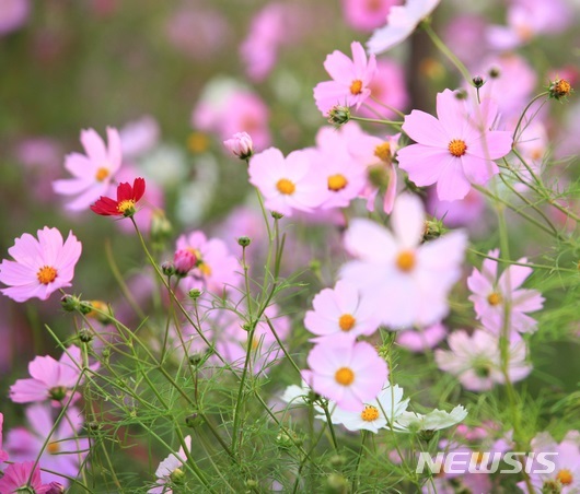 【구미=뉴시스】박홍식 기자 = '제12회 장천 코스모스 축제'가 열리고 있는 경북 구미 장천면 한천변에 22일 가을의 전령 '코스모스'가 활짝 폈다. 이 축제는 22일부터 오는 30일까지 열린다. 2018.09.22 phs6431@newsis.com