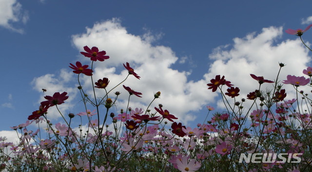 【홍천=뉴시스】한윤식 기자 = 추석연휴가 이어지는 25일 오후 강원 홍천군 서석면 풍암마을 들녘에 활짝 핀 코스모스가 가을을 반기고 있다. 2018.09.25. ysh@newsis.com 