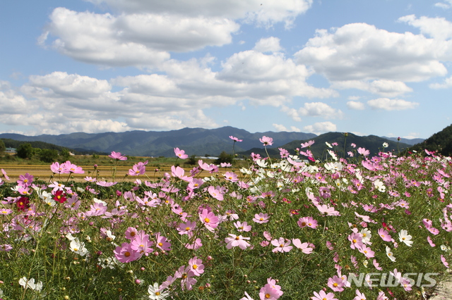 【홍천=뉴시스】한윤식 기자 = 추석연휴가 이어지는 25일 오후 강원 홍천군 서석면 풍암마을 들녘에 활짝 핀 코스모스가 가을을 반기고 있다. 2018.09.25.&nbsp; ysh@newsis.com 