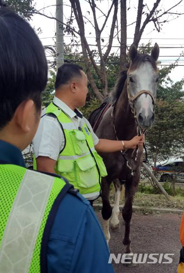 【부산=뉴시스】 하경민 기자 = 26일 낮 12시 51분께 부산 강서구 공항로(왕복 8차로)에서 인근 승마장서 탈출한 흰색 말 1마리가 약 1㎞ 가량 도로를 달리다 맥도생태공원으로 진입했다가 시민들에게 붙잡혀 30여분 만에 마주에게 인계됐다. 2018.09.26. (사진=부산경찰청 제공)yulnetphoto@newsis.com