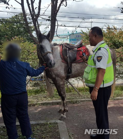 【부산=뉴시스】 하경민 기자 = 26일 낮 12시 51분께 부산 강서구 공항로(왕복 8차로)에서 인근 승마장서 탈출한 흰색 말 1마리가 약 1㎞ 가량 도로를 달리다 맥도생태공원으로 진입했다가 시민들에게 붙잡혀 30여분 만에 마주에게 인계됐다. 2018.09.26. (사진=부산경찰청 제공)yulnetphoto@newsis.com