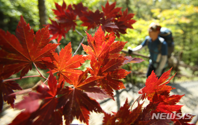【양양=뉴시스】김경목 기자 = 27일 등산객이 붉은 단풍이 물든 강원도 설악산의 최고봉인 대청봉(해발 1708ｍ)을 남설악 오색코스를 통해 오르고 있다. 2018.09.27. photo31@newsis.com