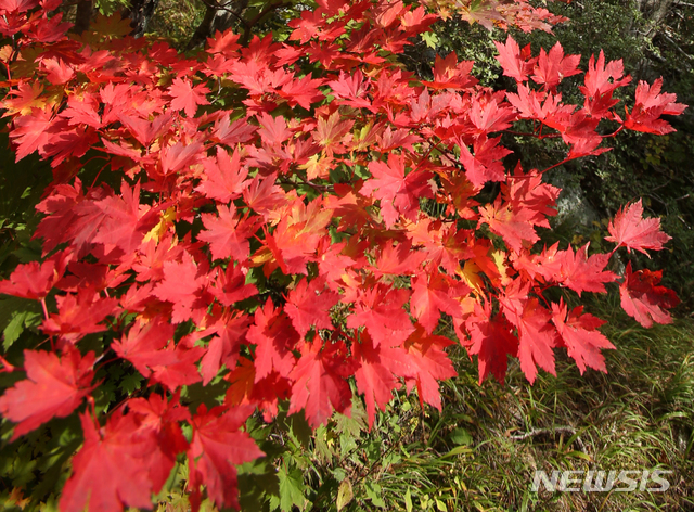 【양양=뉴시스】김경목 기자 = 27일 강원도 양양군 설악산 남설악 일대의 고지대에 붉은 단풍이 물들어 감탄을 자아내고 있다. 2018.09.27.&nbsp; photo31@newsis.com