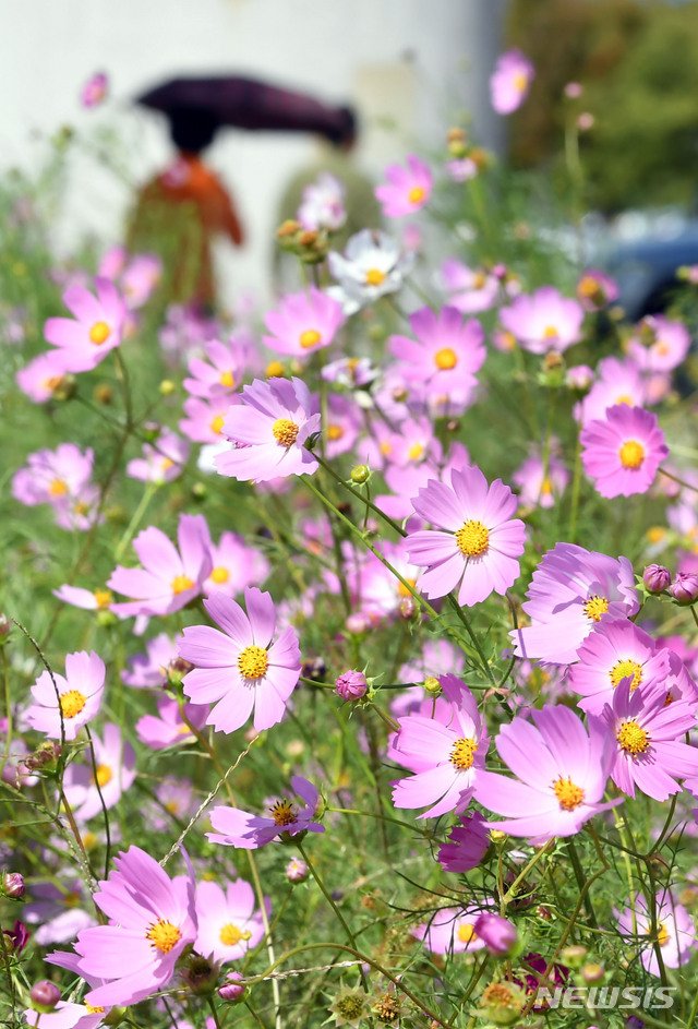 【부산=뉴시스】 하경민 기자 = 완연한 가을 날씨를 보인 27일 오후 부산 사상구 삼락생태공원을 찾은 시민들이 활짝 핀 코스모스 꽃밭에서 나들이를 즐기고 있다. 2018.09.27.&nbsp; yulnetphoto@newsis.com