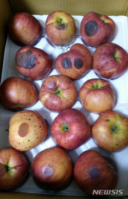 【전주=뉴시스】강인 기자 = 지난 추석 유통된 썩은 사과로 가득한 상자의 모습이다. 2018.09.28kir1231@newsis.com