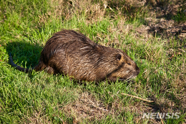 [원추 오늘의운세]쥐띠, 개미도 되고 뱀도 돼야 산다