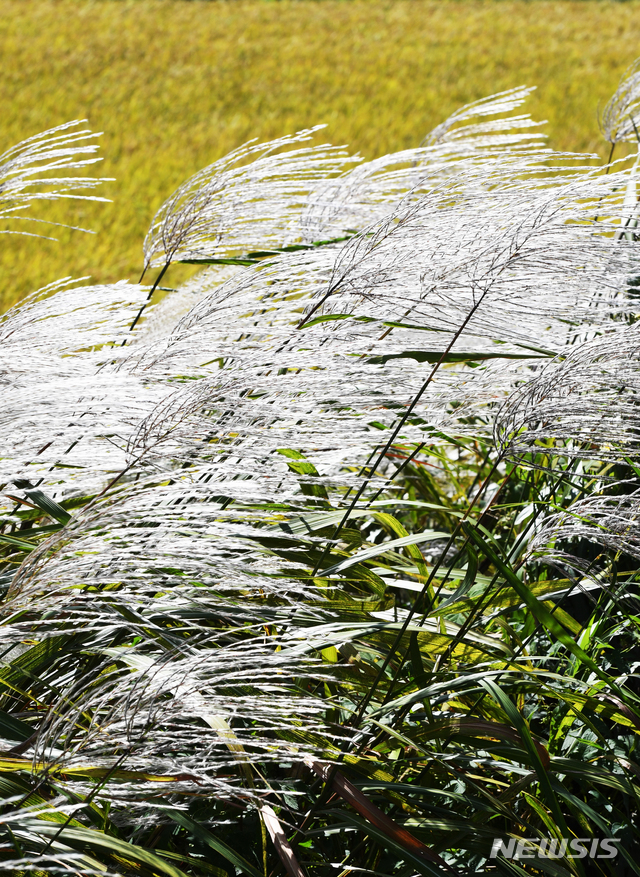 【남해=뉴시스】차용현 기자 = 28일 오후 벼가 누렇게 익어 추수를 앞둔 경남 남해군 서면 인근 들녘에서 가을볕을 받은 억새가 반짝이고 있다. 2018.09.28. con@newsis.com