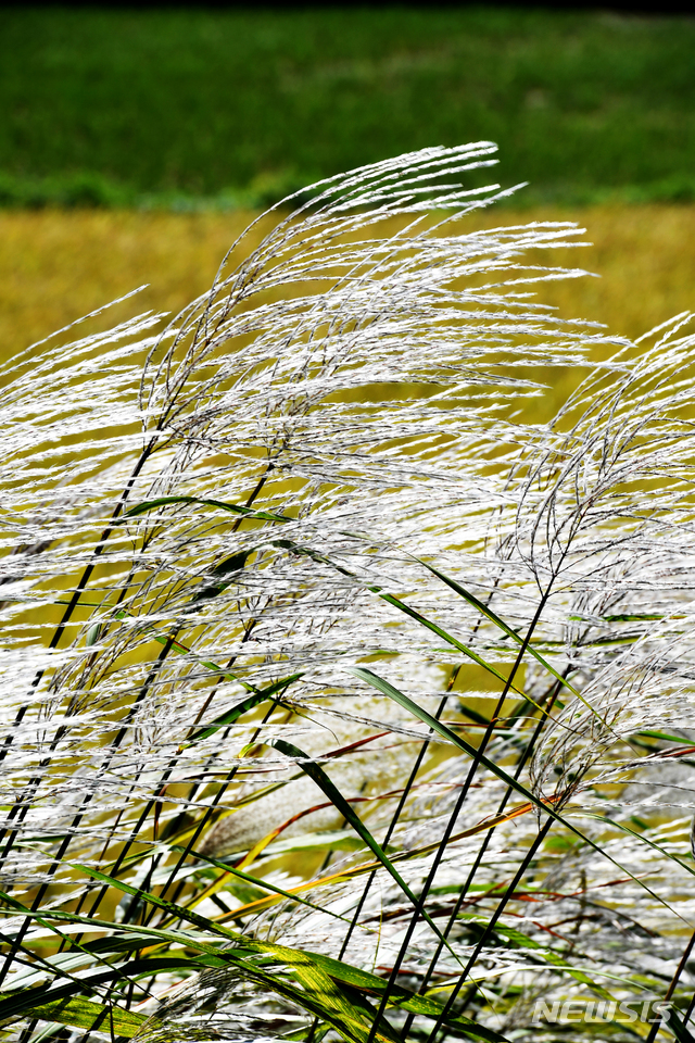 【남해=뉴시스】차용현 기자 = 28일 오후 벼가 누렇게 익어 추수를 앞둔 경남 남해군 서면 인근 들녘에서 가을볕을 받은 억새가 반짝이고 있다. 2018.09.28. con@newsis.com