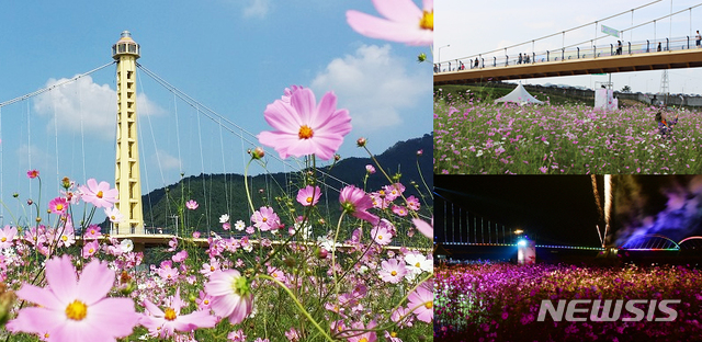 '코스모스 향연'…고령 콫 페스티벌 개막