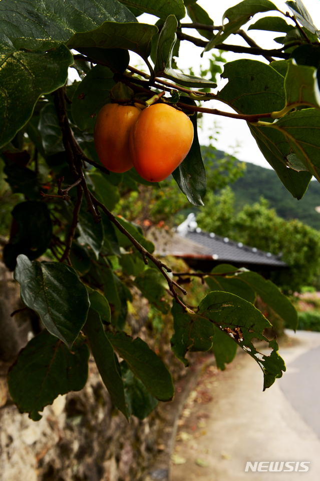 【하동=뉴시스】차용현 기자 = 30일 오전 경남 하동군 북천면 직전마을에서 한 가정집 담장 너머로 가지를 뻗은 감나무에 매달린 감이 탐스럽게 익어가고 있다. 2018.09.30. con@newsis.com