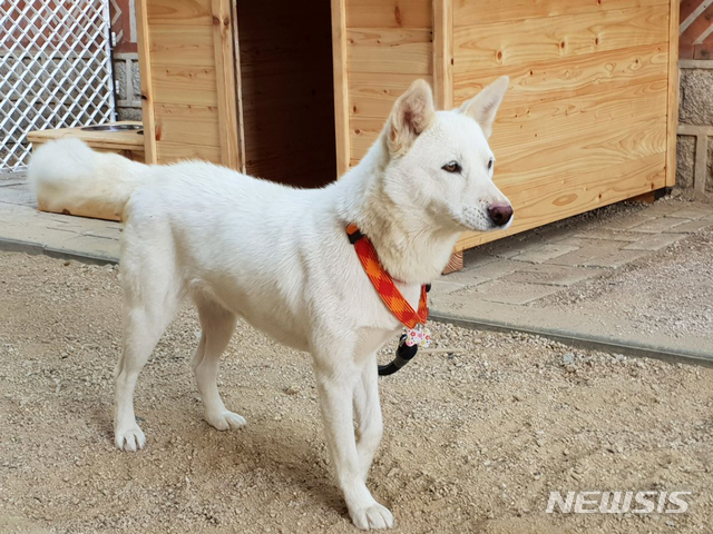 【서울=뉴시스】박진희 기자 = 청와대는 9월 18일부터 20일까지 개최된 남북정상회담 시 북측으로부터 풍산개 암수 한 쌍을 선물로 받았으며, 동물검역 절차를 마치고 지난 27일 인수 하였다고 밝혔다.&nbsp; 풍산개는 북한 천연기념물 제368호로 지정되어 있으며, 이번에 선물로 받은 수컷 ‘송강’이는 2017년 11월생, 암컷 ‘곰이’는 2017년 3월생이다.&nbsp; 한편, 북측은 지난 2000년 6월 남북정상회담 당시에도 풍산개 암수 한 쌍을 선물로 보내온 사례가 있다. 2018.09.30. (사진=청와대 제공)&nbsp; photo@newsis.com 