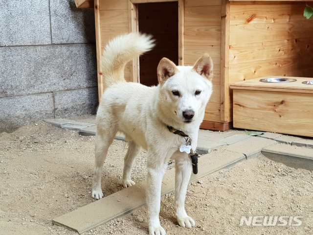【서울=뉴시스】박진희 기자 = 청와대는 9월 18일부터 20일까지 개최된 남북정상회담 시 북측으로부터 풍산개 암수 한 쌍을 선물로 받았으며, 동물검역 절차를 마치고 지난 27일 인수 하였다고 밝혔다.&nbsp; 풍산개는 북한 천연기념물 제368호로 지정되어 있으며, 이번에 선물로 받은 수컷 ‘송강’이는 2017년 11월생, 암컷 ‘곰이’는 2017년 3월생이다.&nbsp; 한편, 북측은 지난 2000년 6월 남북정상회담 당시에도 풍산개 암수 한 쌍을 선물로 보내온 사례가 있다. 2018.09.30. (사진=청와대 제공)&nbsp; photo@newsis.com 