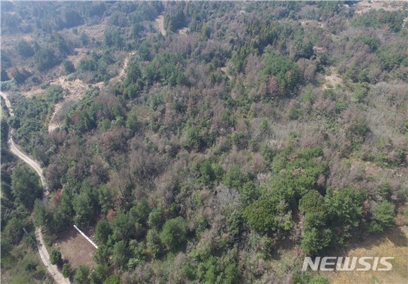 주거단지 조성을 위해 제초제를 주입해 고사된 소나무. (사진= 제주자치경찰단 제공) 
