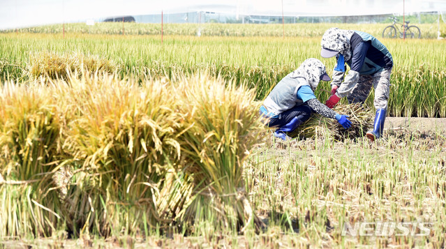 대구 북구 학정동 인근 들녘에서 누렇게 익은 벼를 수확하고 있다. 뉴시스 사진자료