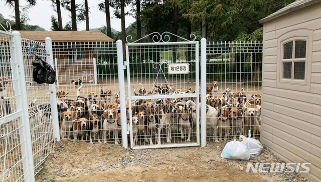 【대구=뉴시스】김덕용 기자 = 동물보호단체 비글구조네트워크 내 시설소에서 보호를 받고 있는 실험동물 비글들 2018. 10. 02.(사진=비글구조네트워크 제공) photo@newsis.com