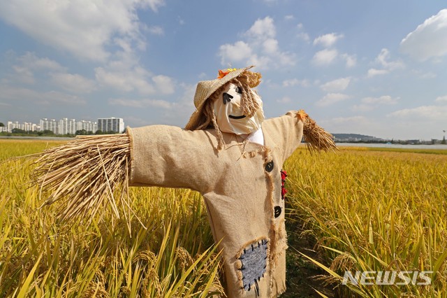 【서울=뉴시스】 2일 경기도 수원시 농촌진흥청 국립식량과학원 중부작물과 시험 포장에서 노랗게 익은 벼들 사이에 허수아비가 서 있다. 2018.10.02. (사진=농촌진흥청 제공) photo@newsis.com