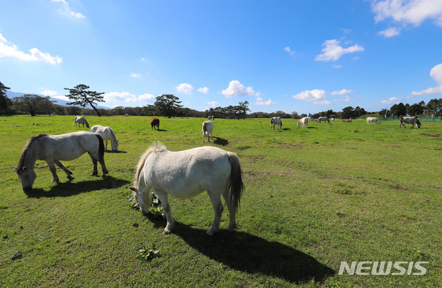 【제주=뉴시스】우장호 기자 = 맑은 날씨를 보인 2일 오후 제주시 용강동 말 방목지에 천연기념물 제347호인 제주마가 시나브로 찾아 온 가을 날씨 속에 풀을 뜯으며 몸을 살찌우고 있다. 2018.10.02. woo1223@newsis.com