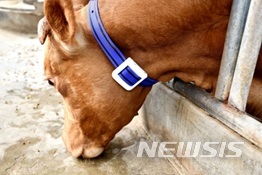 【진주=뉴시스】정경규 기자 = 목에 맨 발정감지기.