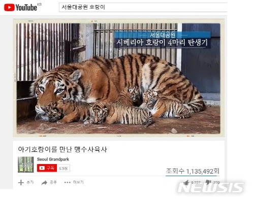 【서울=뉴시스】서울대공원은 지난 5월2일 태어난 순수혈통 시베리아 호랑이 네 마리의 탄생에 대한 내용을 1년간 영상으로 기록해왔다. <사진제공=서울시> 2018.10.04. 