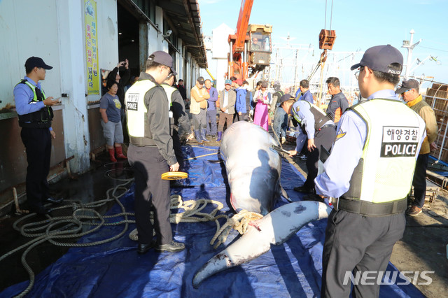 "불법 포획한 고래고기 유통방지 위해 관련 법 개정 필요"