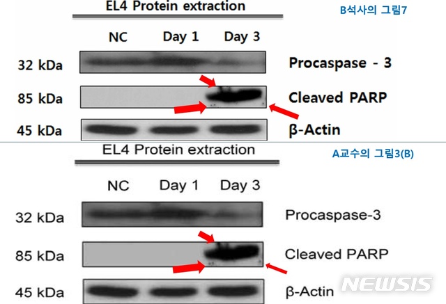 【세종=뉴시스】 A교수 논문의 그림3(아래)을 석사 B씨 논문의 그림과 가로길이를 맞췄을 때 비교한 모습이다. 크기 차이로 다소 흐릿해졌지만 튀어나온 패턴과 점 위치가 똑같다. <출처=관련 논문에서 발췌> 2019.10.08.