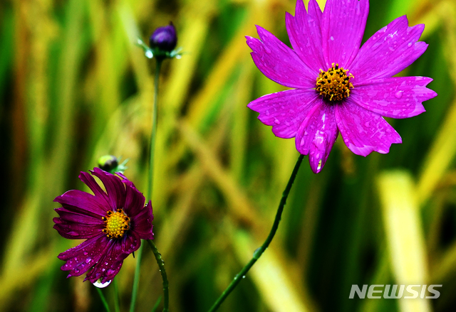 오늘 전국 가을비 촉촉…미세먼지 '좋음'~'보통'