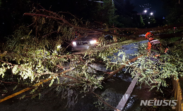 【부산=뉴시스】 하경민 기자 = 5일 오후 7시 14분께 부산 기장군 갈치고개에서 제25호 태풍 '퐁레이'의 영향으로 가로수가 쓰러져 지나가던 차량을 덮치는 사고가 발생했다. 2018.10.06. (사진=부산소방본부 제공) yulnetphoto@newsis.com 