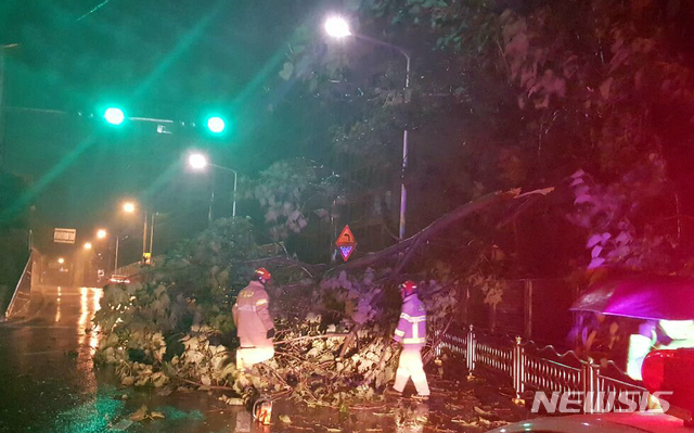 【부산=뉴시스】 하경민 기자 = 태풍경보가 발효된 6일 부산 동래구 명장동의 한 도로에서 119구조대가 강풍에 쓰러진 가로수를 제고하고 있다. 2018.10.06. (사진=부산경찰청 제공)yulnetphoto@newsis.com