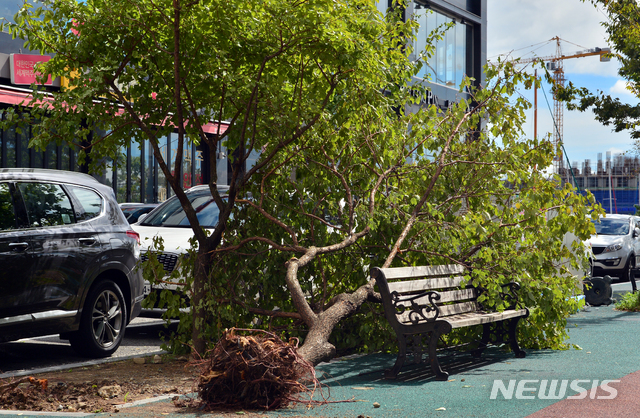【여수=뉴시스】변재훈 기자 = 25호 태풍 '콩레이'에 따른 강풍으로 6일 오후 전남 여수시 웅천동 한 공원의 나무가 뿌리를 드러낸 채 쓰러져있다. 2018.10.06. wisdom21@newsis.com