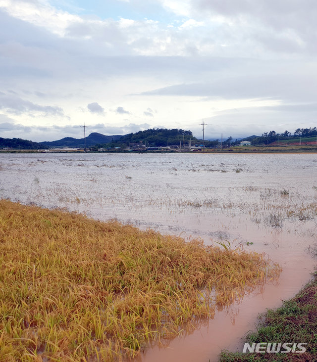 【해남=뉴시스】류형근 기자 = 제25호 태풍 '콩레이(KONG-REY)'의 직접 영향을 받은 6일 오전 전남 해남군 화산면 농경지의 벼가 강풍에 쓰러졌으며 빗물에 침수돼 있다. 2018.10.06. (사진=전남 해남군청 제공) photo@newsis.com