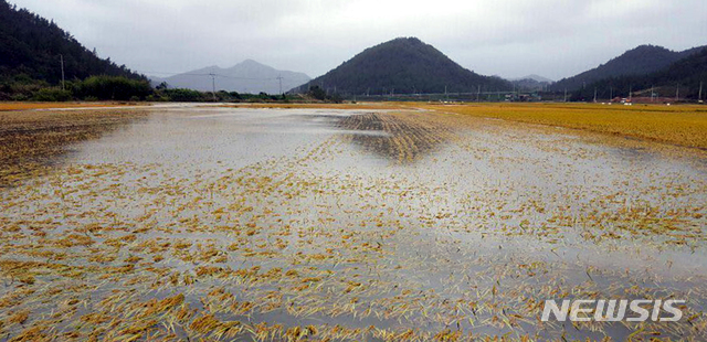 【영광=뉴시스】 = 전남 영광군이 올해부터 농작물재해보험 가입 작물 대상을 '사료용 벼와 옥수수'까지 확대 적용하기로 했다. 사진은 집중 호우로 수확을 앞두고 침수된 농경지. 2019.05.08 (사진=뉴시스DB)