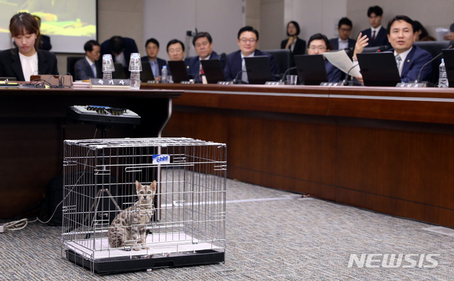 【세종=뉴시스】강종민 기자 = 10일 오전 정부세종청사에서 열린 국회 정무위원회의 국무조정실과 국무총리비서실에 대한 국정감사에 퓨마를 닮은 '벵갈고양이'가 등장했다. 이날 자유한국당 김진태 의원은 지난달 18일 대전동물원에서 탈출한 '퓨마 사태'에 대한 과잉 대응을 지적했다. 2018.10.10. ppkjm@newsis.com