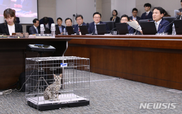 【세종=뉴시스】강종민 기자 = 10일 오전 정부세종청사에서 열린 국회 정무위원회의 국무조정실과 국무총리비서실에 대한 국정감사에 퓨마를 닮은 '벵갈고양이'가 등장했다. 이날 자유한국당 김진태 의원은 지난달 18일 대전동물원에서 탈출한 '퓨마 사태'에 대한 과잉 대응을 지적했다. 2018.10.10. ppkjm@newsis.com