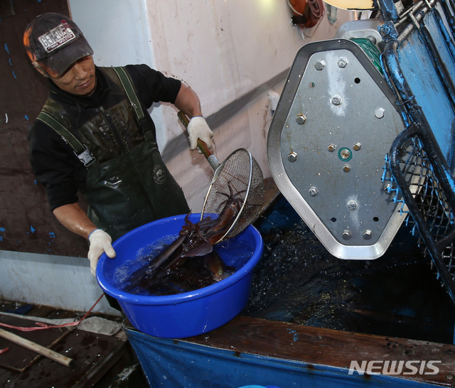 【강릉=뉴시스】김경목 기자 = 12일 오전 강원 강릉시 주문진읍 주문진항에 입항한 채낚기 어선에서 선원이 수조에 담긴 오징어를 플라스틱 대야로 옮기고 있다. 2018.10.12 photo31@newsis.com