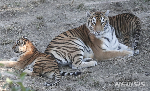 [뉴시스 원추 오늘의운세]범띠, 고양이 간 같은 호랑이 간