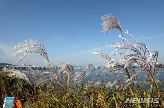 【서울=뉴시스】이영환 기자 = 14일 오전 서울 서초구 반포한강공원 서래섬에 피어있는 억새와 파란 하늘이 조화를 이루고 있다. 2018.10.14. 20hwan@newsis.com